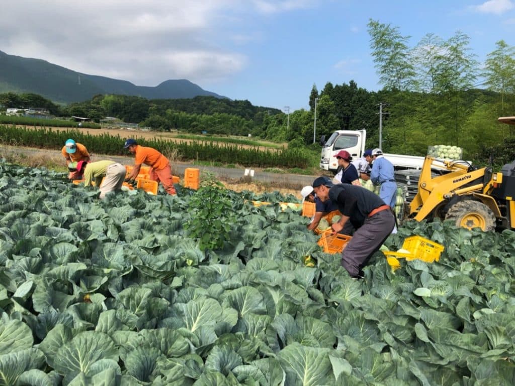 Nông nghiệp trồng trọt tại Tokushima, Nhật Bản